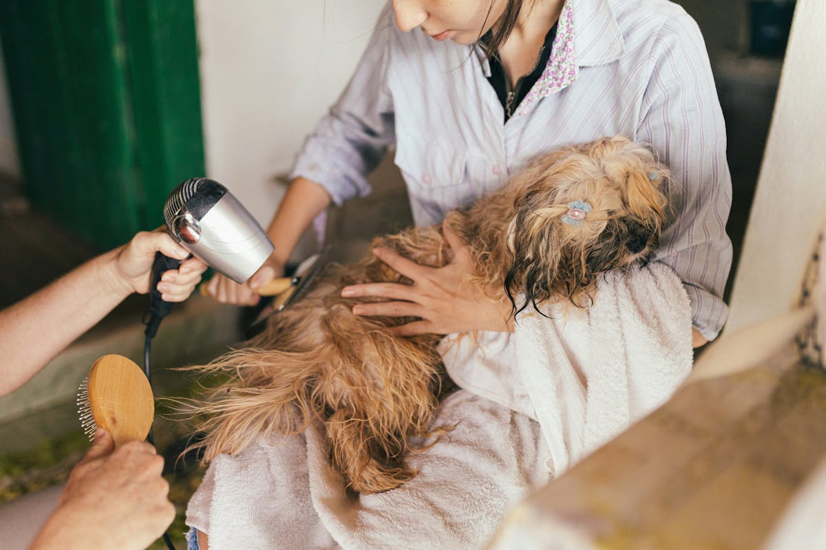 Pet care imagery